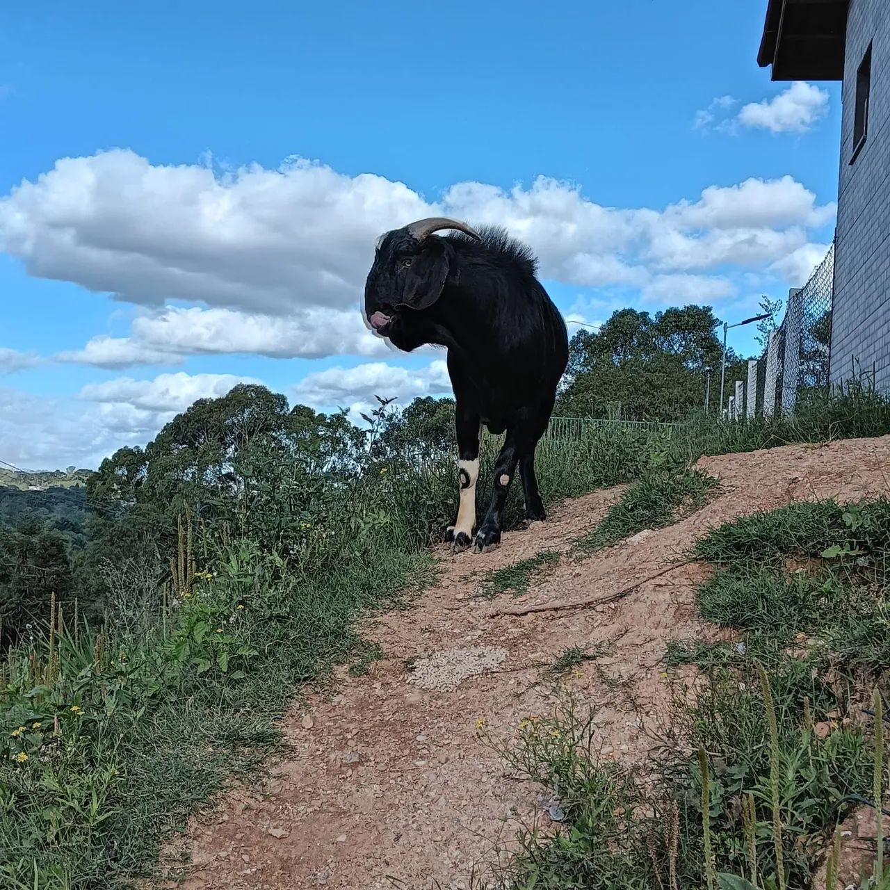 Bodes adulto e filhote  - Foto 2