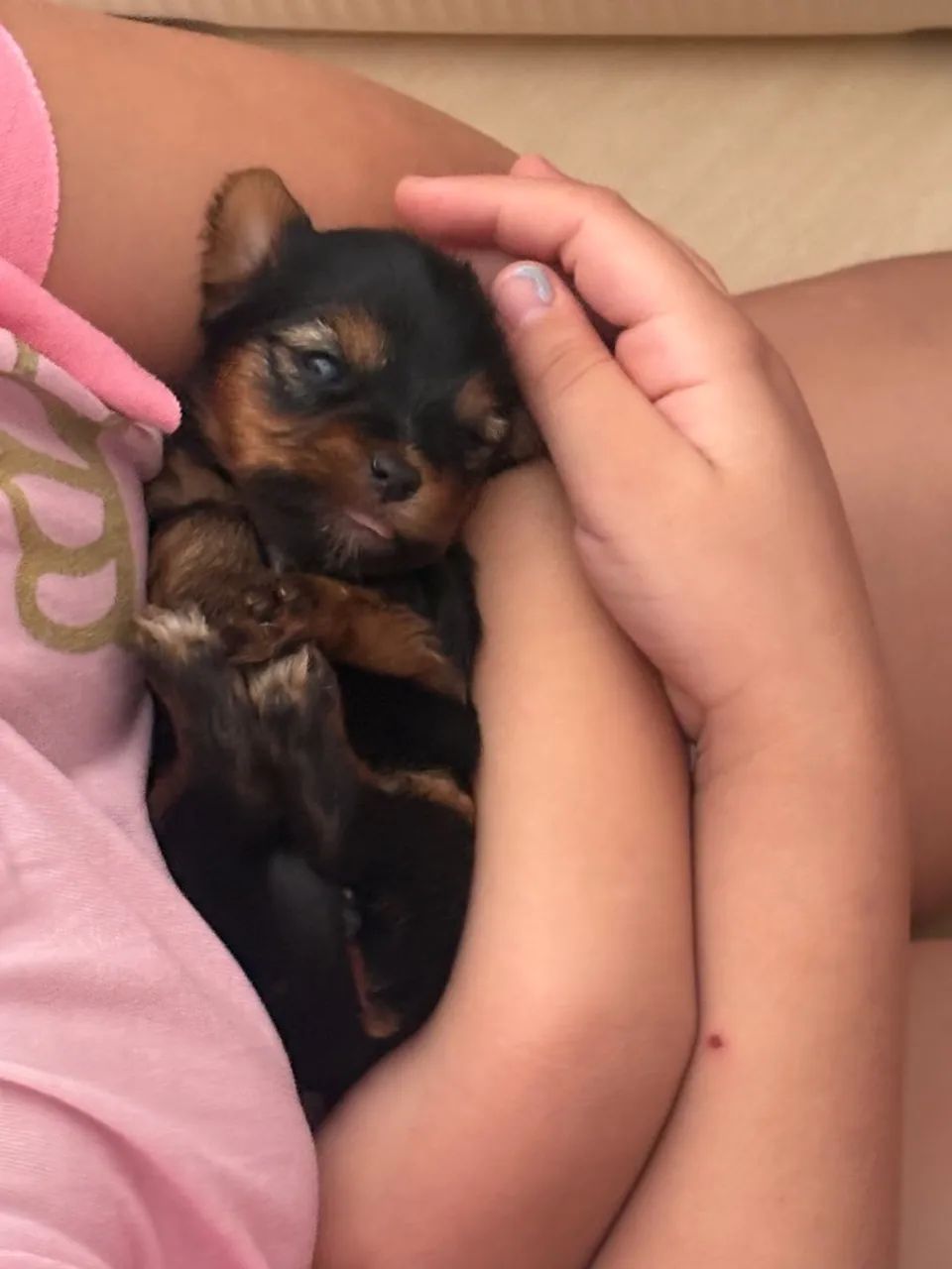 Animais - Foto 3