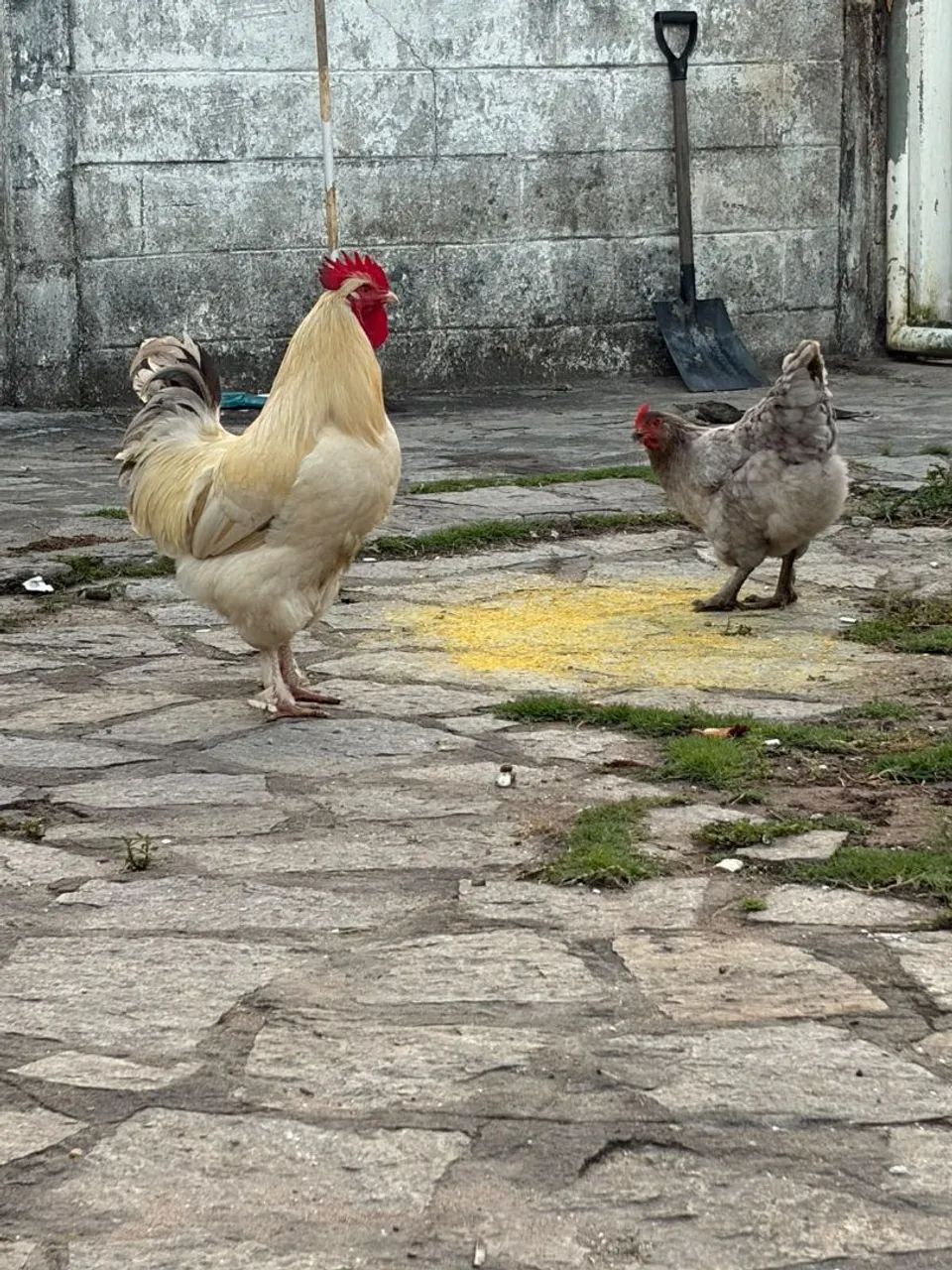 Pintinhos Brahma  - Foto 2