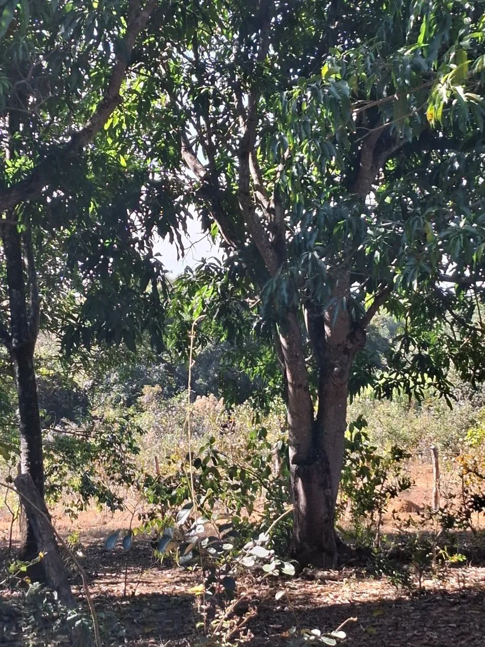 Fazendinha primavera  - Foto 4