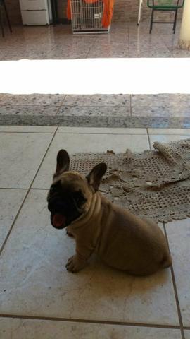Bulldog Francês femea top