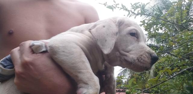 Filhote dogo argentino - Foto 5