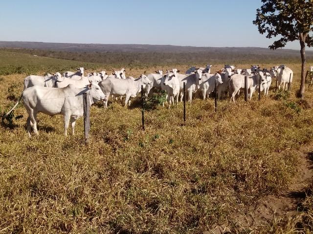 Fazenda de 1940 hectares, ha 60 km de Cuiabá, na região do manso - Foto 10