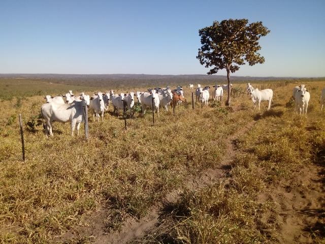 Fazenda de 1940 hectares, ha 60 km de Cuiabá, na região do manso - Foto 13