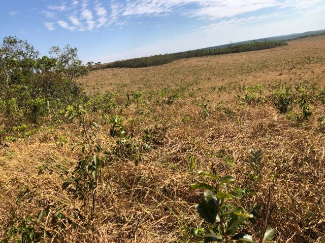 12 anos pagar, 1380 Hectares, 1000 Hectares pastagens, aberta, Limpa, Pecuária Comodoro-MT - Foto 7