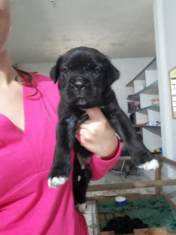 Filhote de Cane Corso