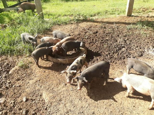 Fazenda completa