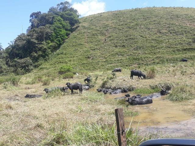 Fazenda completa - Foto 13