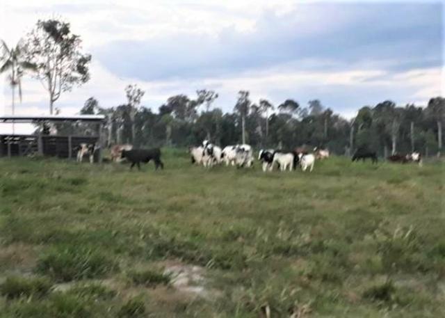 Vendo Fazenda em Novo Airão - Foto 7