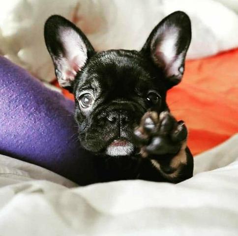 Filhote de Bulldog Francês Fêmea - Foto 2