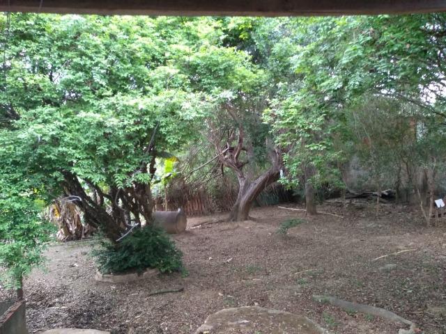 Chácara - Colônia Agrícola Sucupira - Riacho Fundo - Foto 17