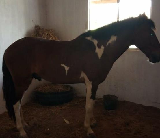 Vende se cavalo!!