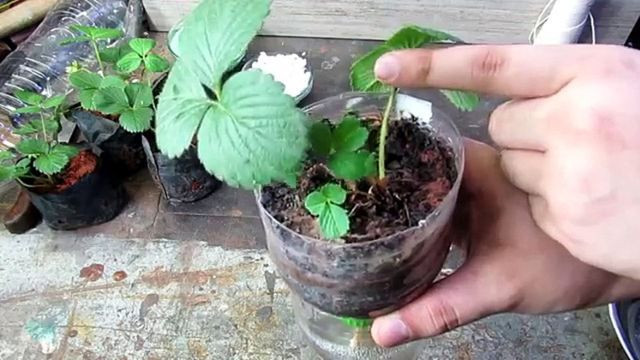 Mudas de morango - Foto 5