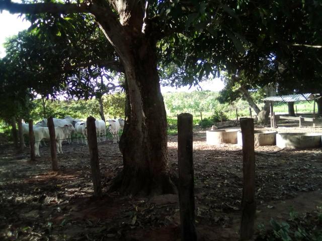 Vendo uma fazenda. chama zap *