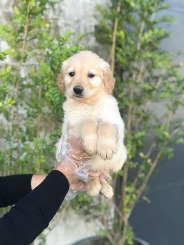 Golden Retriever bem parrudos e fortes, * Annie - Foto 2