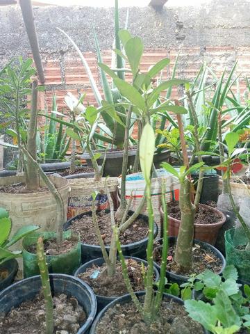 Plantas Medicinais - Foto 6