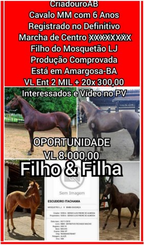 Cavalos MM Com Registro