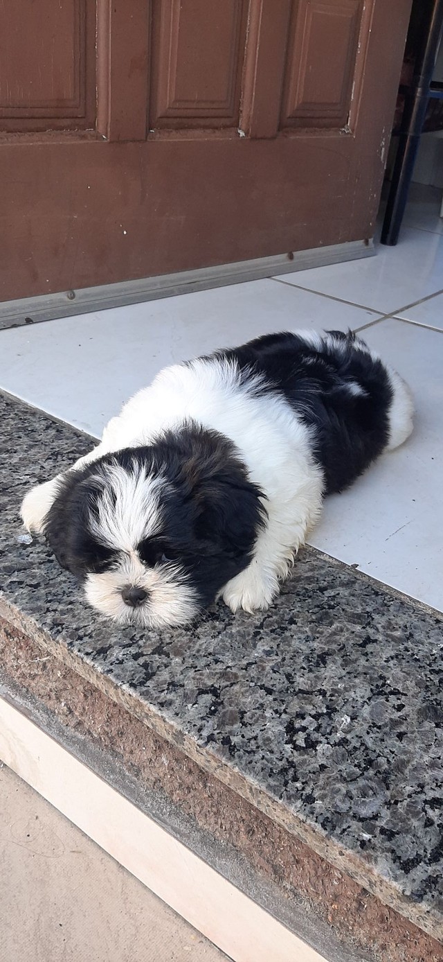 Shih tzu barbada