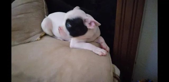Buldog  francês  filhote