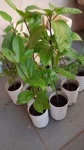 vende- se lindas mudas maracujá azedo - Foto 3
