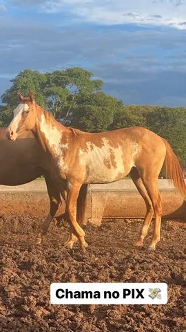 Vendo cavalo Painthorse PO Registrado (sólido com frente aberta) - Cavalos  e acessórios - Praia do Canto, Vitória 1256500999