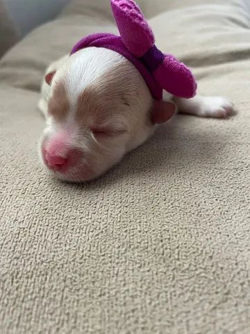 Filhotes de maltês e poodle