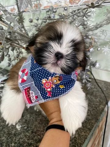 shih tzu micro