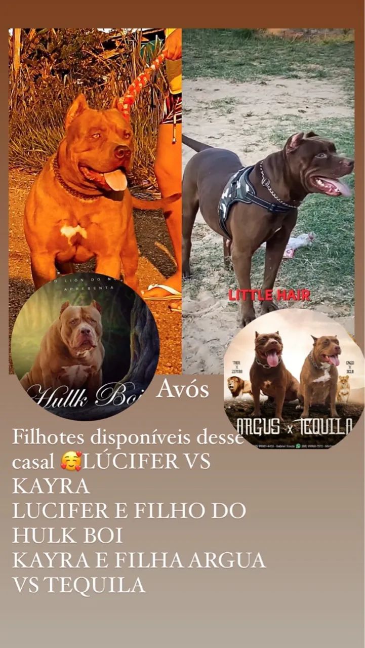 Pit monster - Foto 3