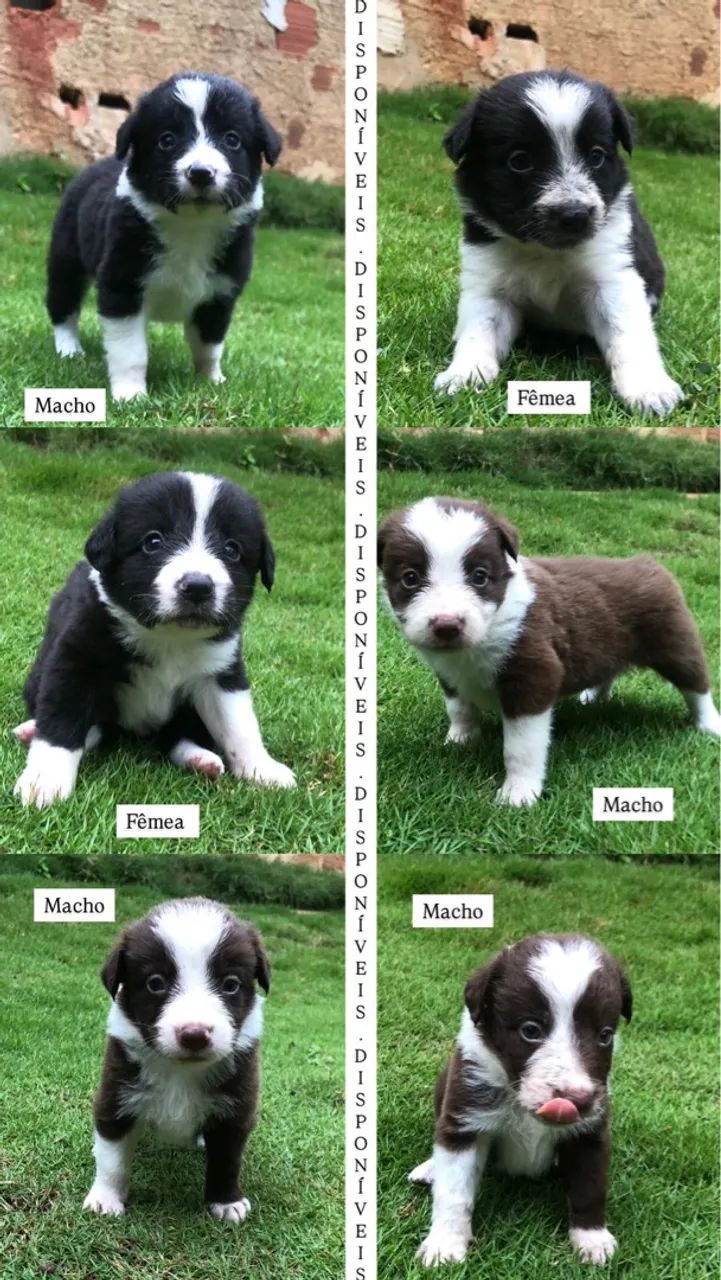 Filhotes Border Collie