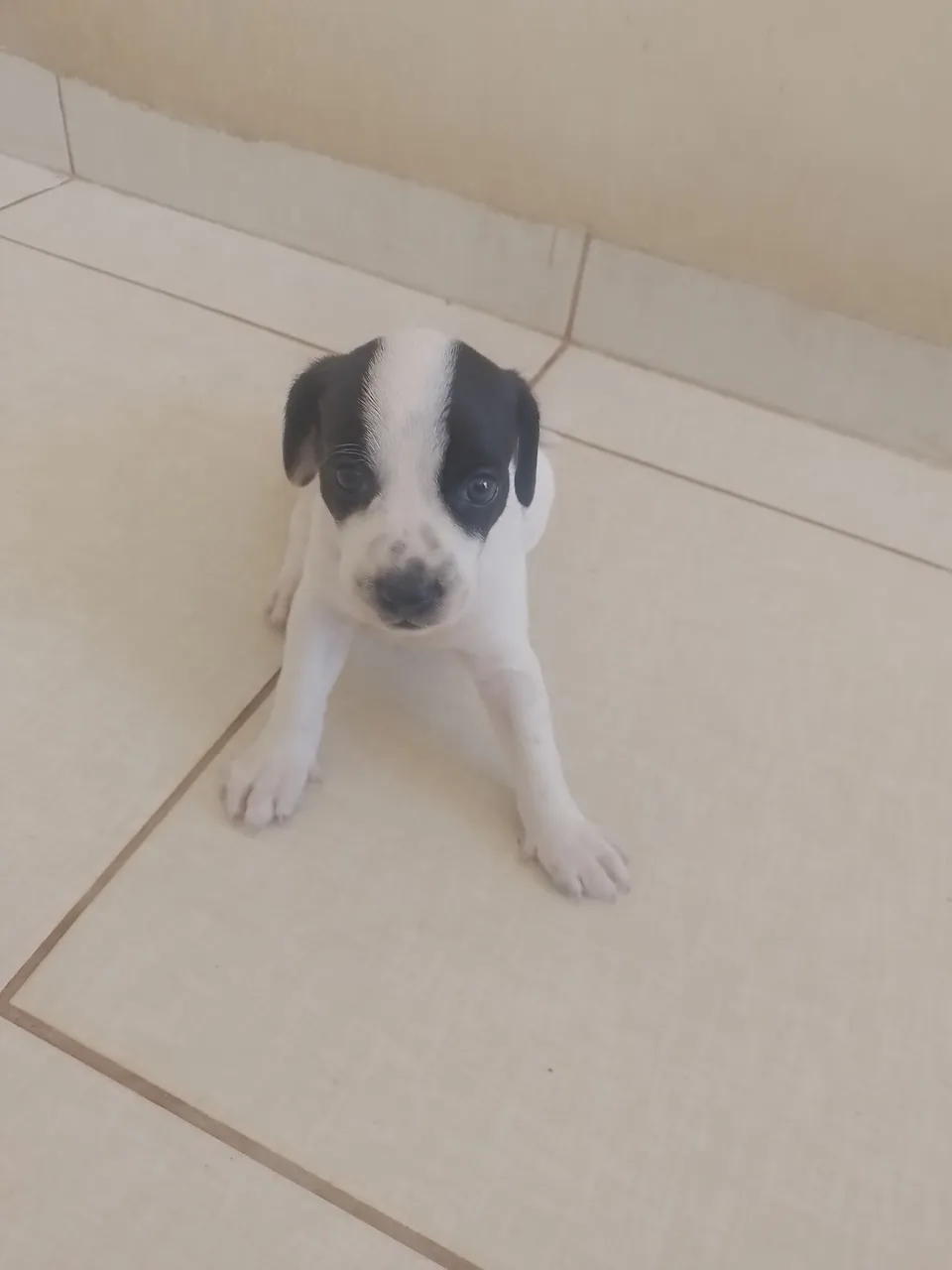 Filhote adorável com pelagem em preto e branco