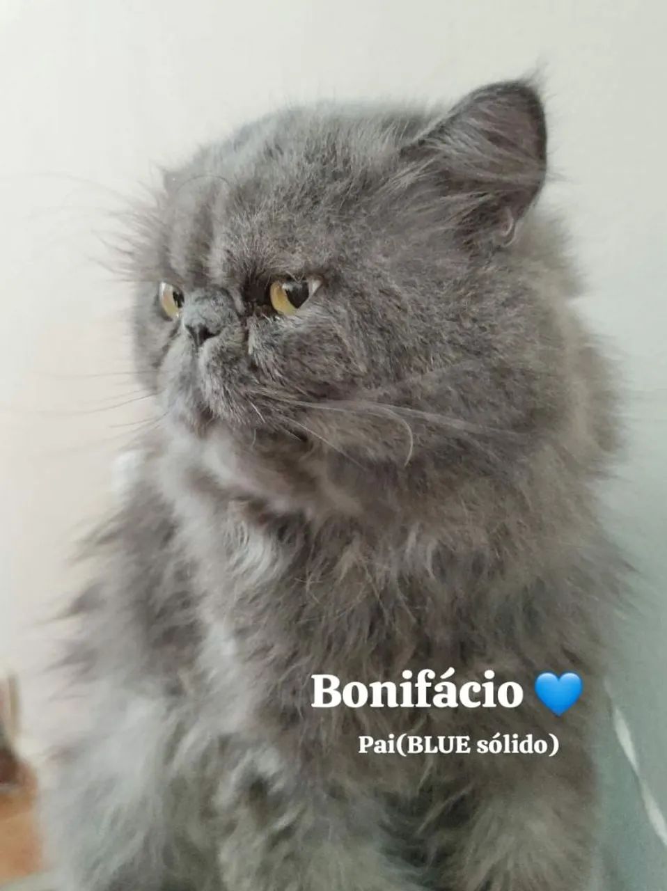 Gato filhote  - Foto 4