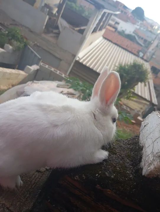 Coelhinho branco fofinho macho adulto mini coelho Nertherland  - Foto 4