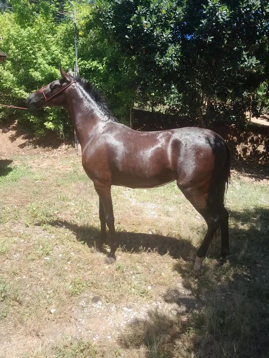 Potra Mangalarga Marchador