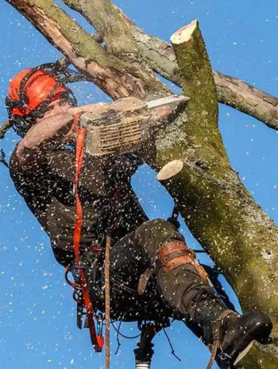 Póda de arvore e remoção - Foto 3