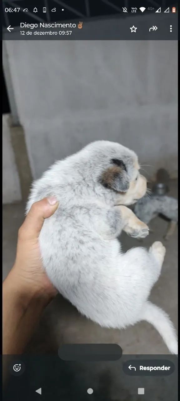 Doa-se filhotes blueheller.  - Foto 3