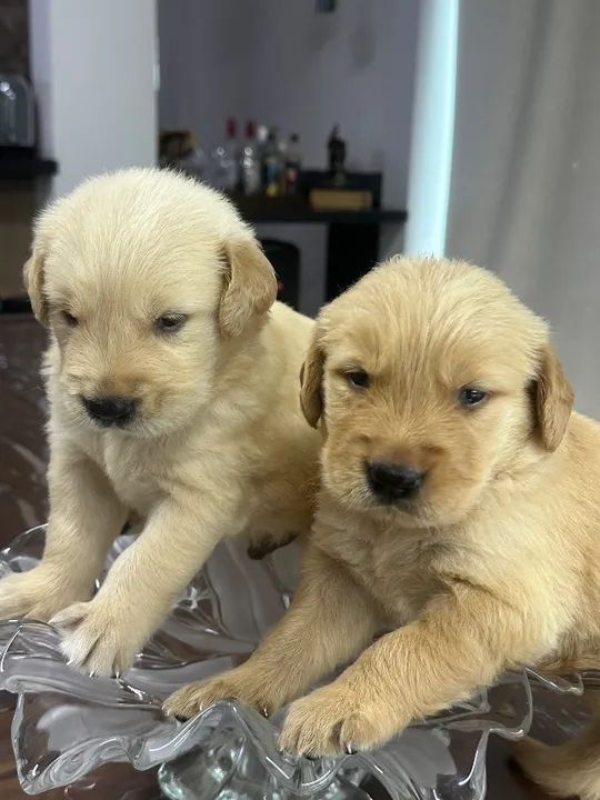 Vendo Filhotes de Golden Retriever