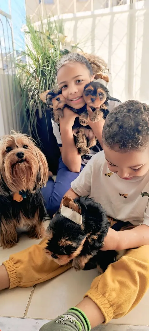 Filhotes de Yorkshire Terrier