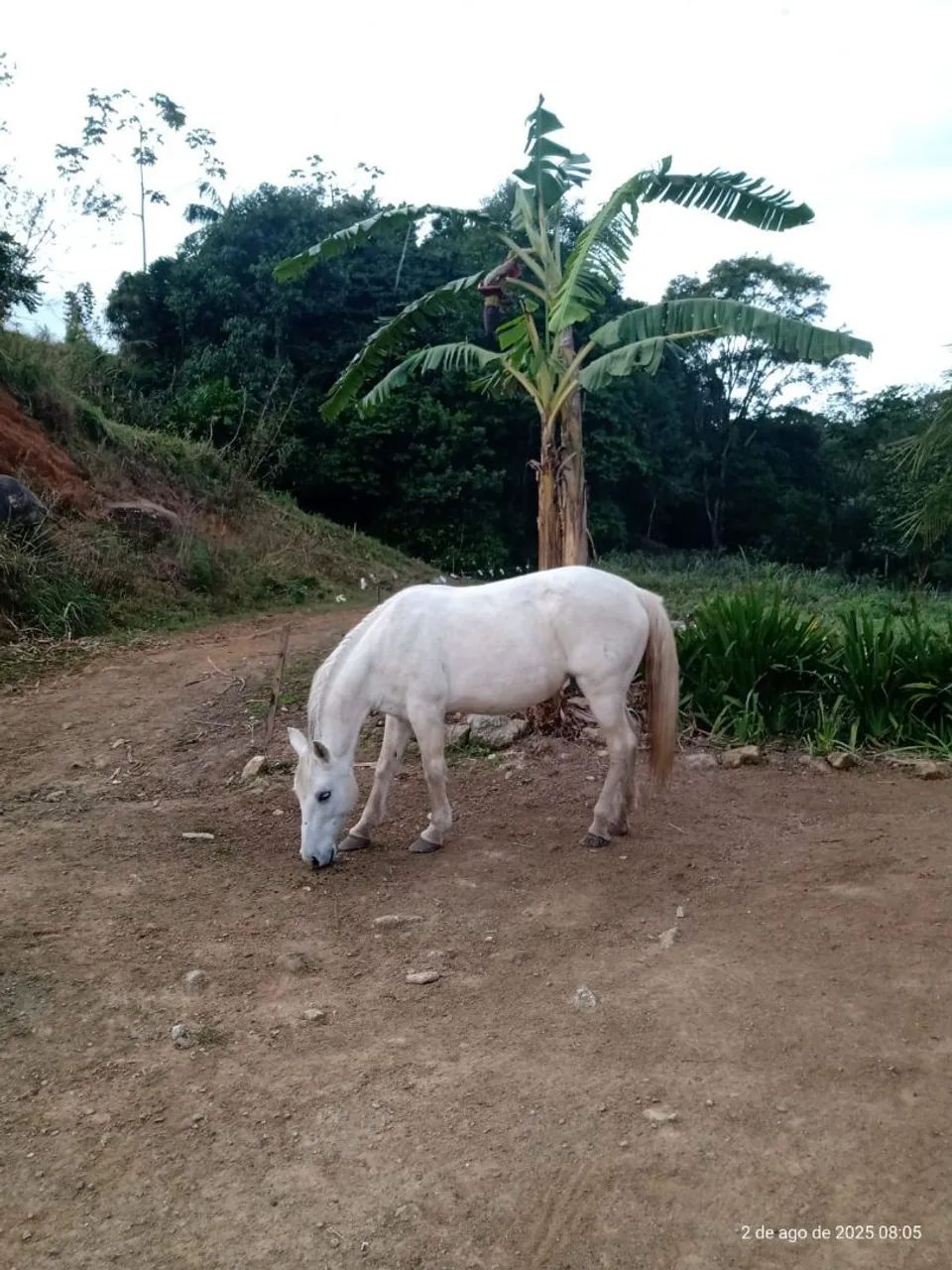 Égua de todal confiança 