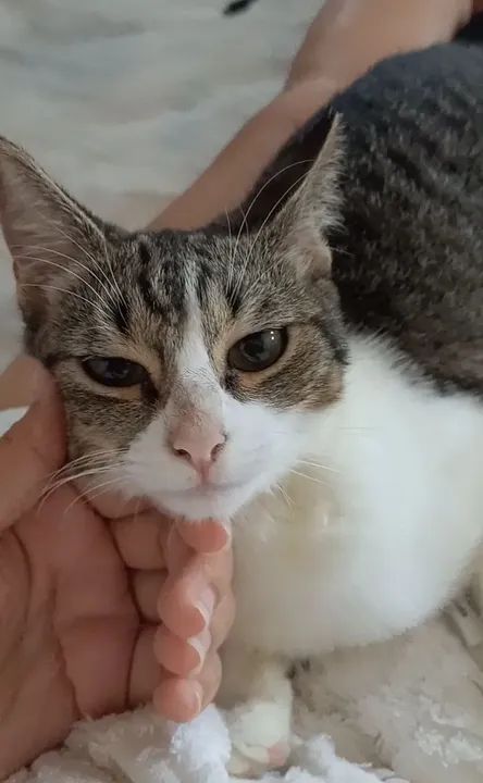 Gatos para adoção  - Foto 3