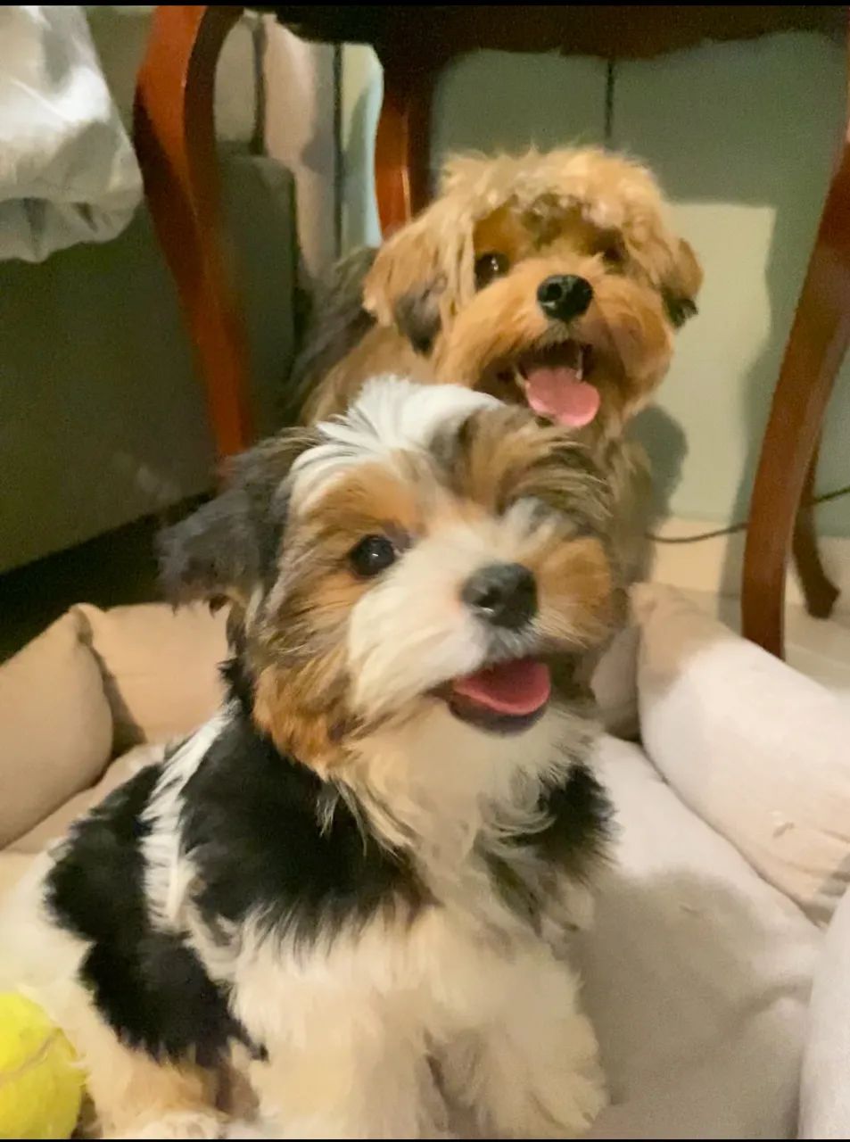 Biewer Yorkshire Terrier filhote