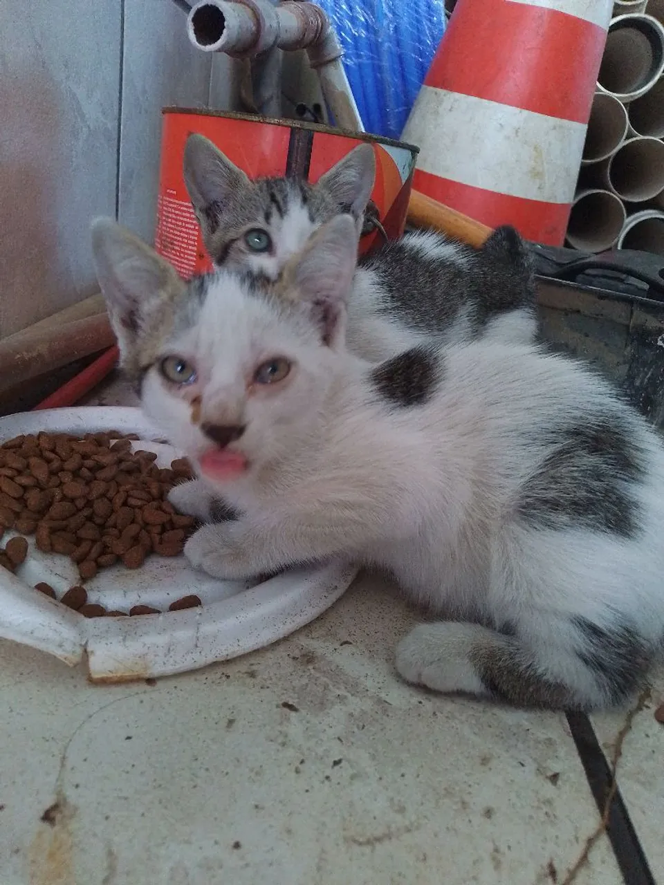 Gatinhos adoráveis para adoção