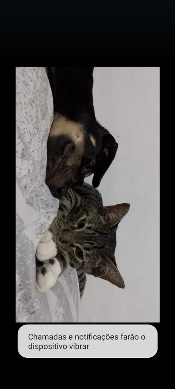 Doação de cachorrinha 