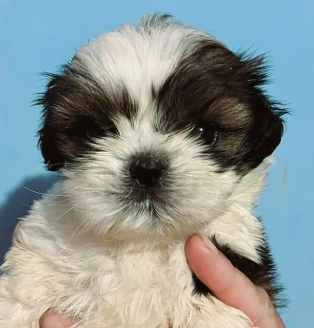 Filhote de Shih Tzu