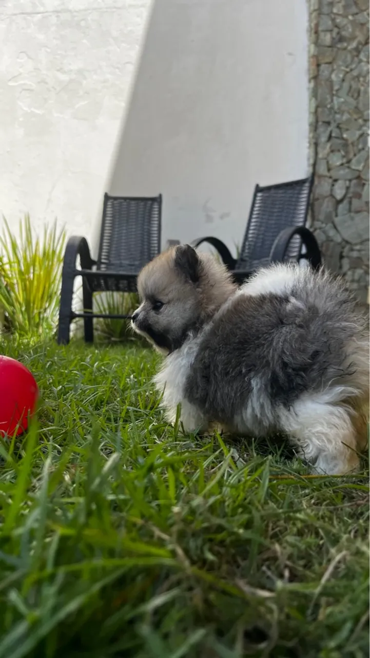 Perfeito filhote de Spitz Alemão- ANÃO