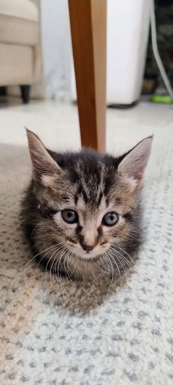 Gatinhos para a venda por um preço simbólico