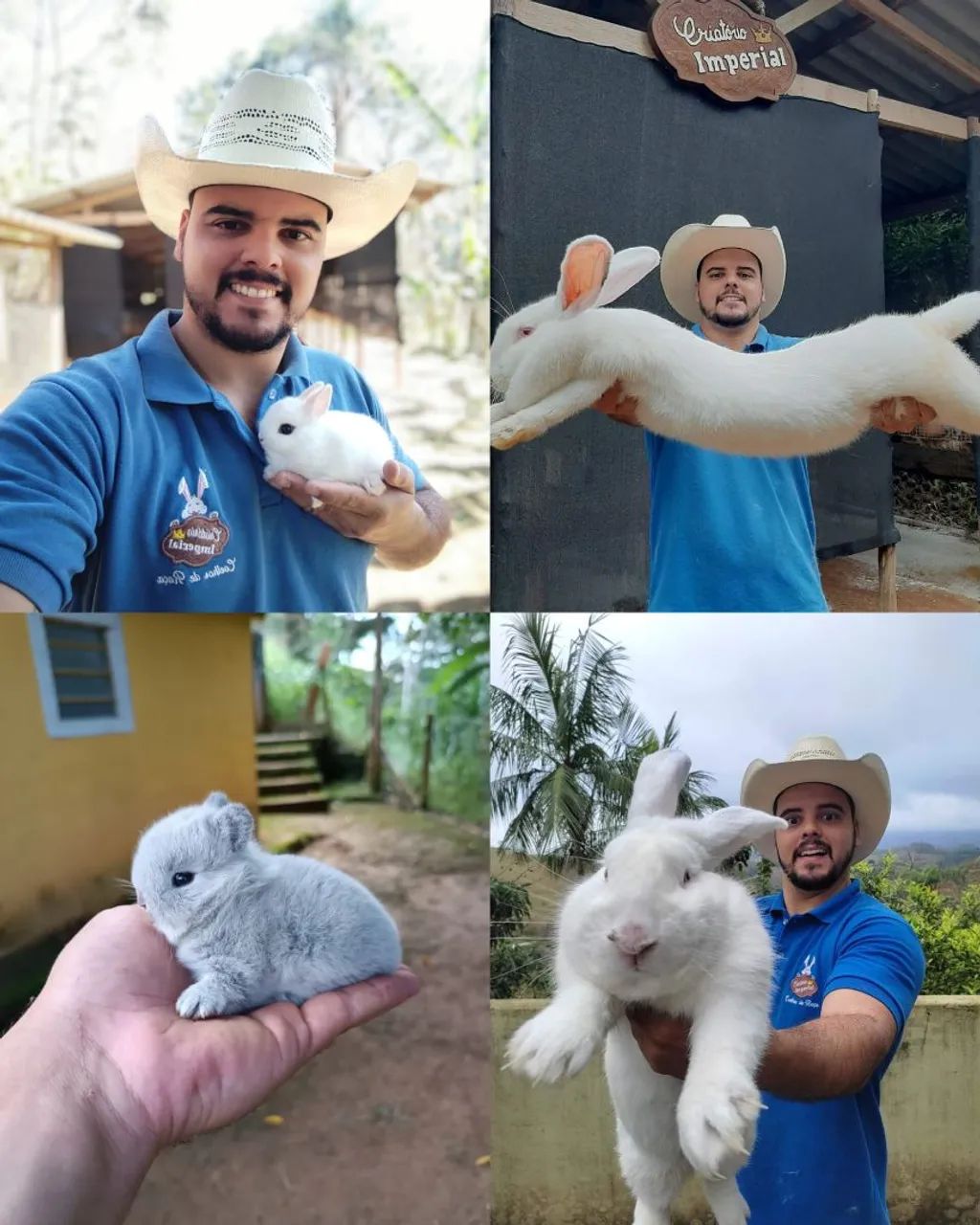 Coelhos - MINI - ANOES - GIGANTES (Criatório legalizado®)