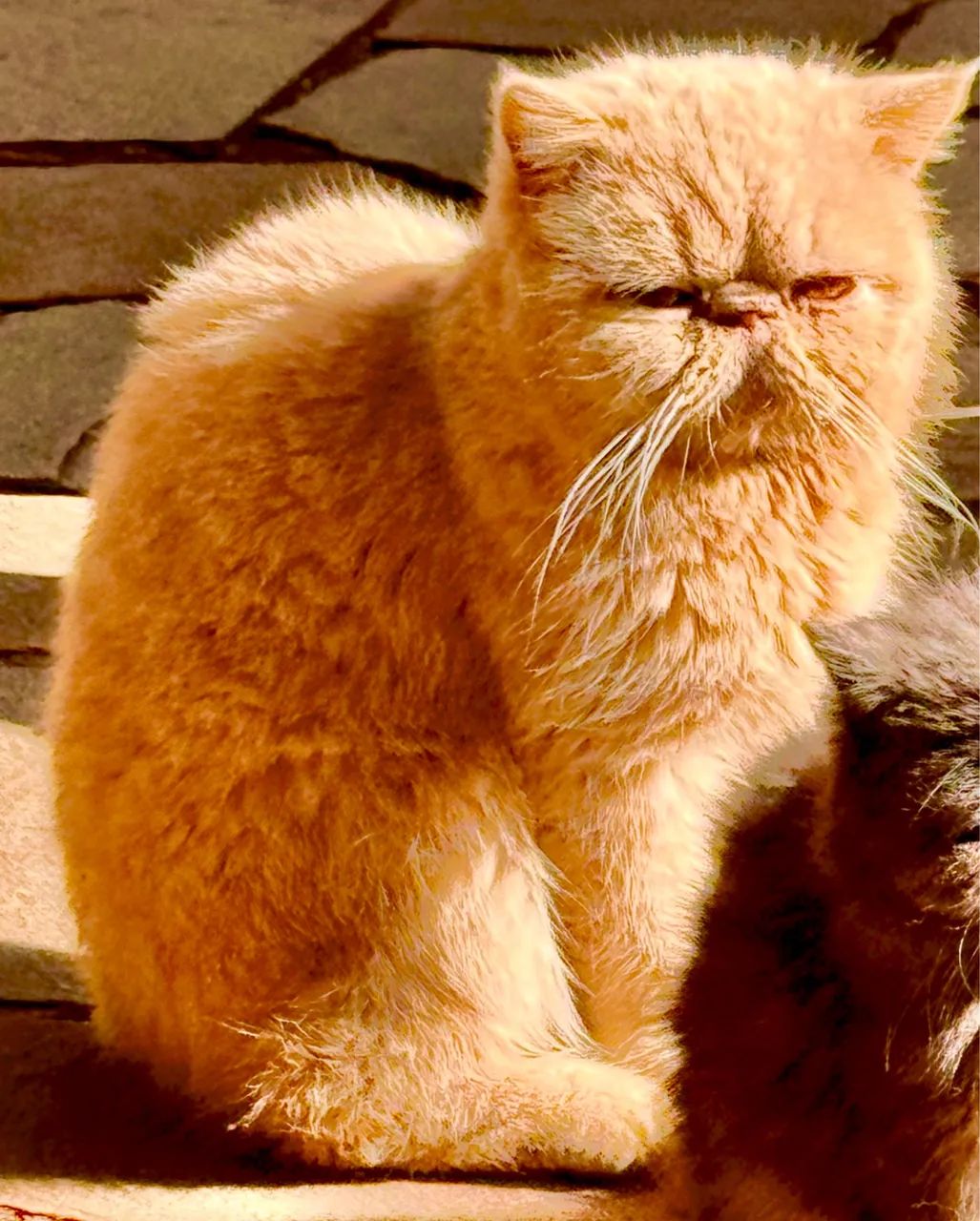 Gato Persa64167817810051120