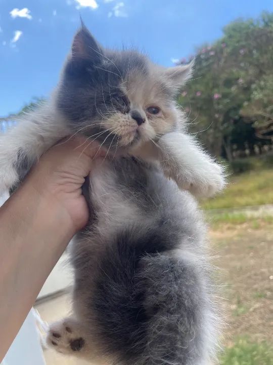 Gato persa  - Foto 2