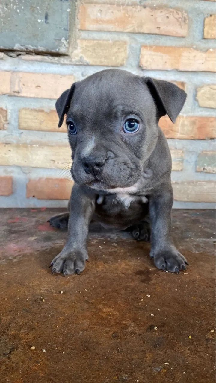 Filhote de Pitbull