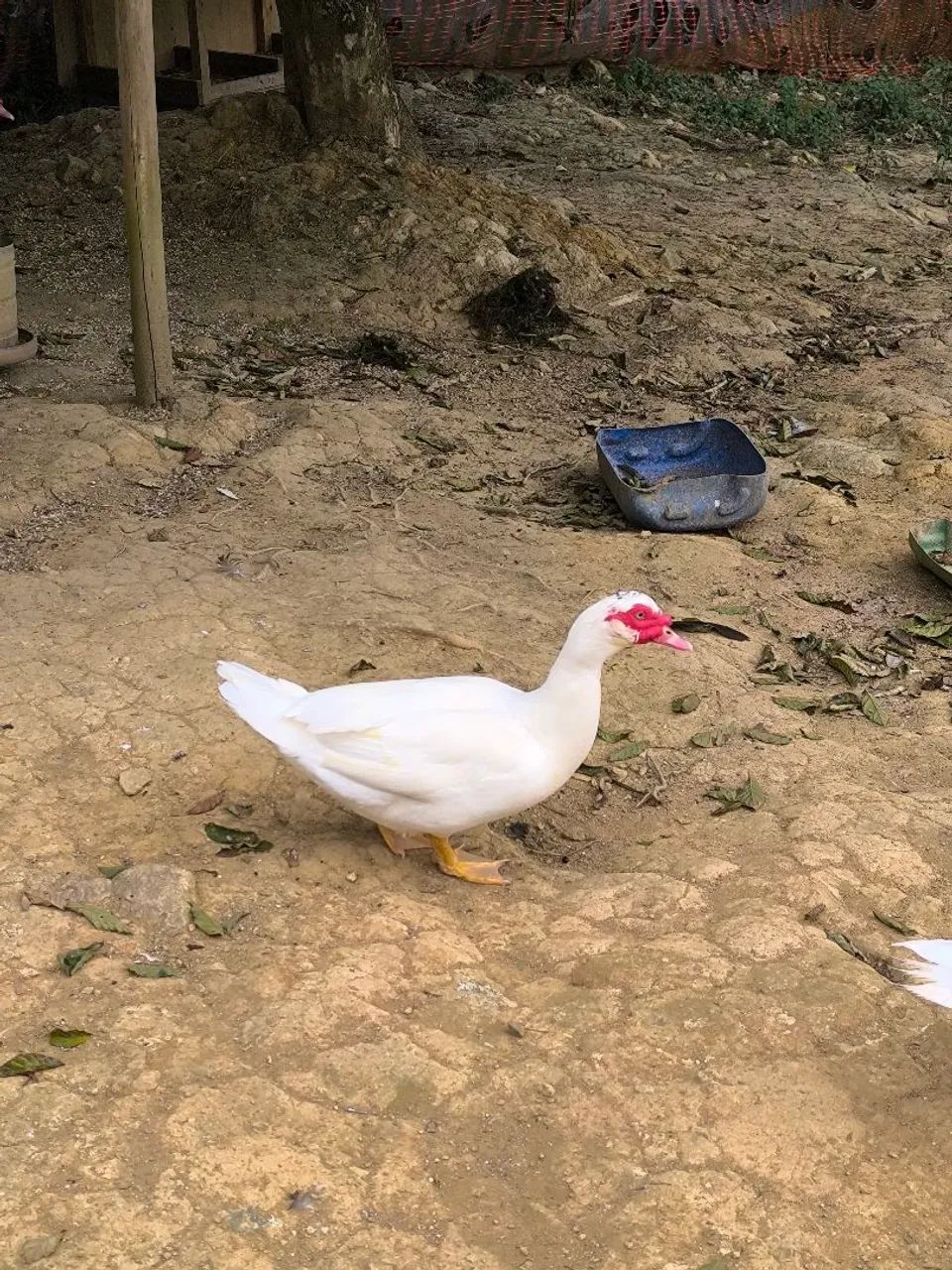 Patos  - Foto 4